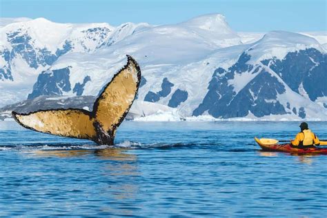 Incredible Encounters With The Wildlife In Antarctica - NOMADasaurus ...