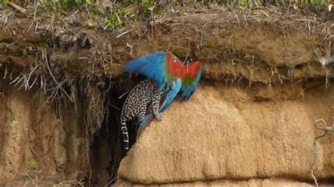 A rare red and blue parrot is attacked by a wild cat in Peru.