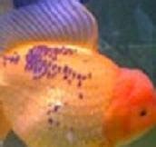 Goldfish Care - Types | Pictures | Diseases and Treatment: Black Spot