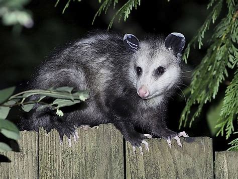 Virginia Opossum Facts: Animals of North America - WorldAtlas.com