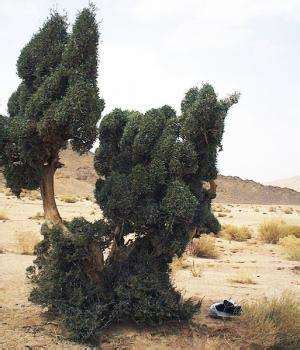 List of desert plants names and pictures - Jotscroll