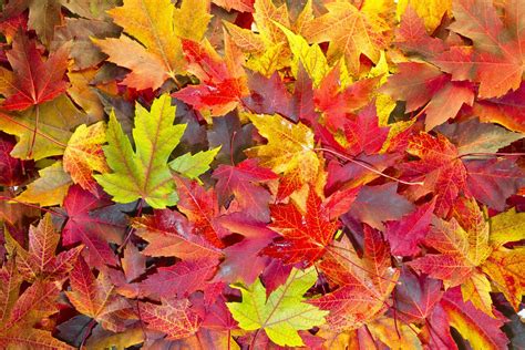 Why Do Leaves Change Colors in the Fall? | Britannica