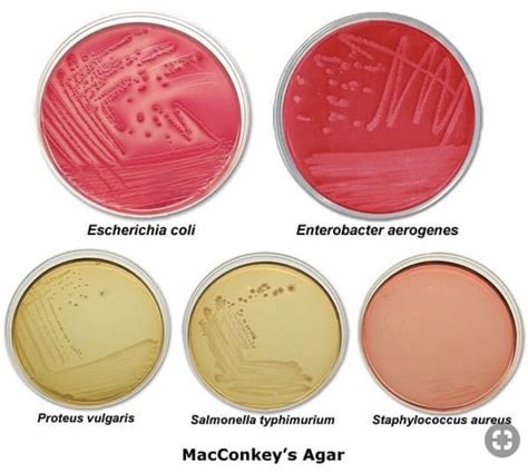 Pin by Andres Sanchez on Labs | Medical laboratory science ...