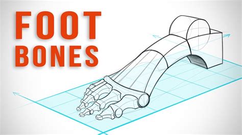 How to Draw Feet with Structure - Foot Bone Anatomy - Proko