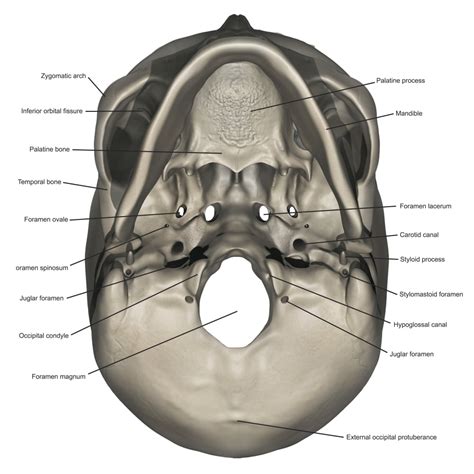 Back Of Skull Anatomy Labeled : Skull Lateral View Labelled - Medical ...