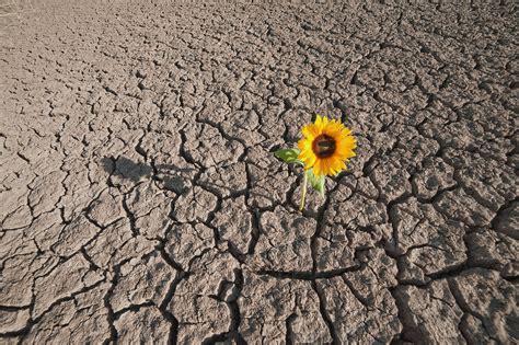 Flower in the Desert - Lambchow