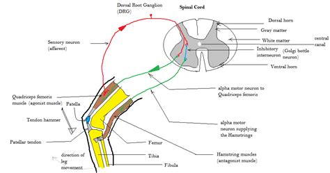 Patellar reflex - Alchetron, The Free Social Encyclopedia