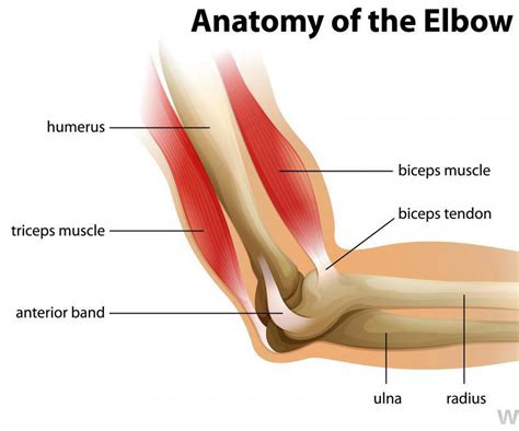 The Elbow - The Courtyard Clinic