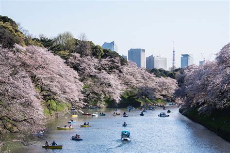 Everything You Need to Know About Japan’s 2021 Cherry Blossom Season