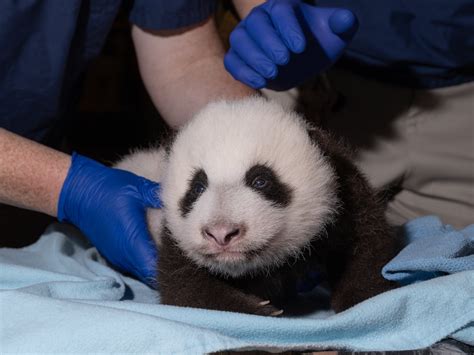 The National Zoo’s Baby Panda Has Taken His First Steps - Washingtonian