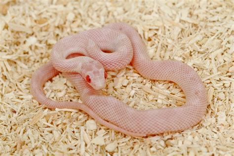 Albino Corn Snake Care guide and info » Petsoid