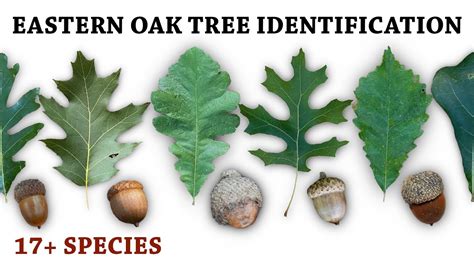 How To Identify Different Types Of Oak Trees