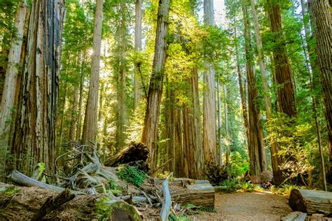 California Redwood Forests: A Guide to the Tallest Trees on Earth