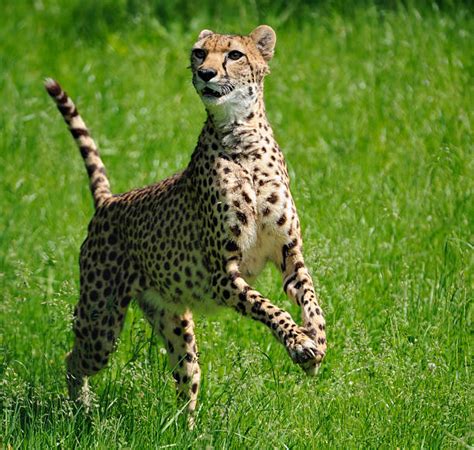 Royalty Free Cheetah Jumping Pictures, Images and Stock Photos - iStock