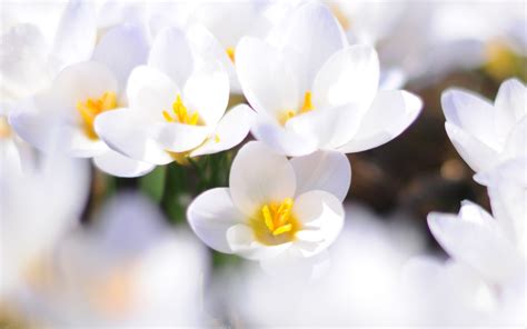 Awesome White Flowers wallpaper | 2560x1600 | #22511