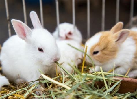 Rabbit Fun Facts | PetMD