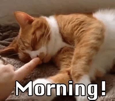 Pin on lol | Morning cat, Good morning cat, Good morning gif