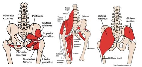 Muscles of the hip