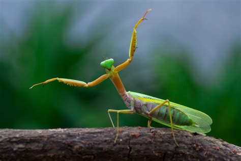 How big do praying mantis get?