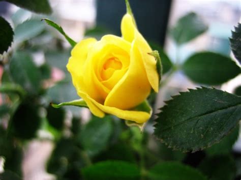 Ý nghĩa Hoa hồng vàng - Yellow Rose