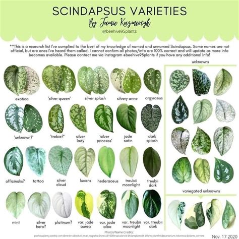 Pin by Amanda Jack-John on Houseplant Info | Plant leaf identification ...