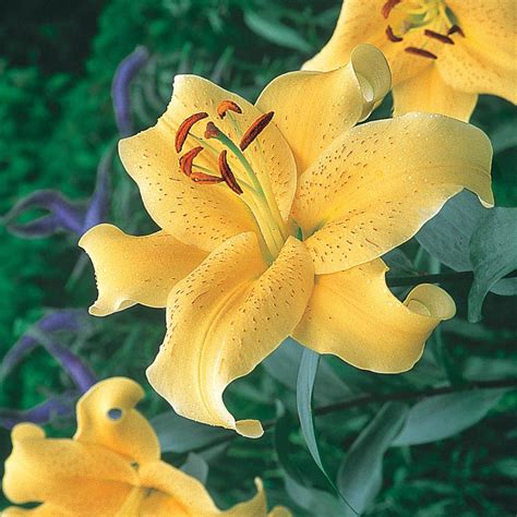 Breck's Oriental Lily Golden Stargazer Bulbs (3-Pack)-65068 - The Home ...