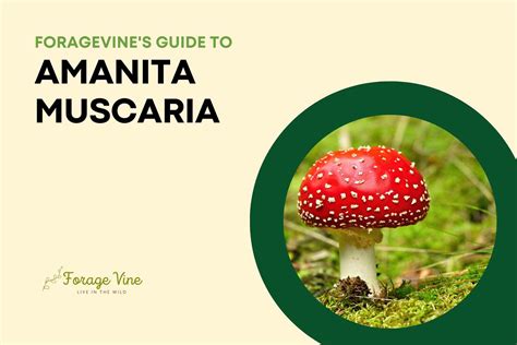 Ultimate Guide To Amanita Muscaria (Fly Agaric): How To Identify And ...