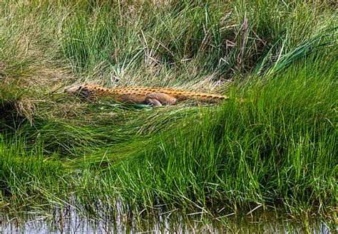 Albino Alligator Stock Photos, Pictures & Royalty-Free Images - iStock