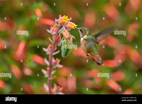 Hummingbird in blooming flowers. Scintillant Hummingbird, Selasphorus ...