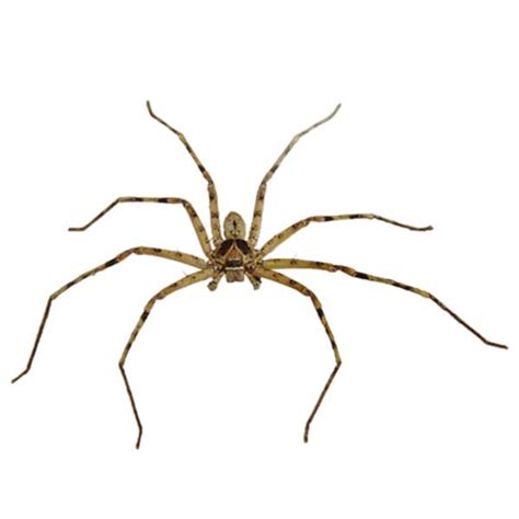 Huntsman Spider Identification & Behavior | Florida Pest Control