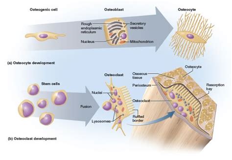 This photo depicts the different types of bone cells. Osteogenic cells ...