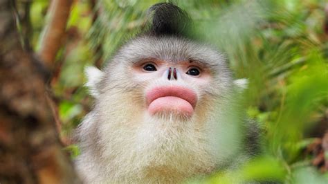 Travelogue: Getting to know endangered Yunnan snub-nosed monkeys - CGTN