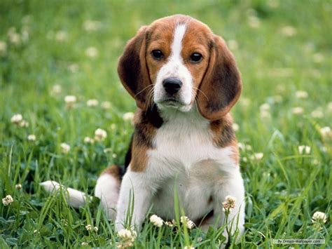 Beagle ~ Top Dog Breeds