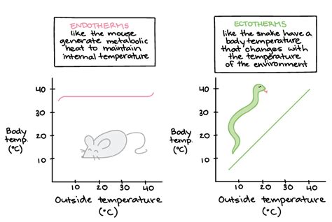 Among the Following Groups Which Has Th Highest Metablic Rate