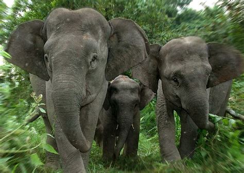 Sumatran Elephant - ENDANGERED SPECIES SPOTLIGHT