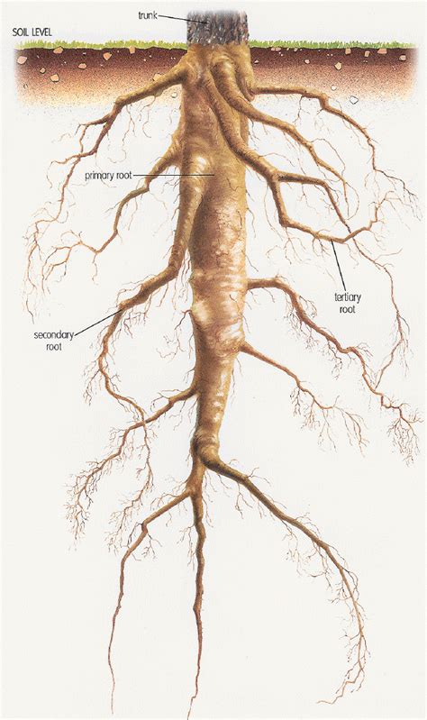 Taproot System in Dicotyledonous Plants