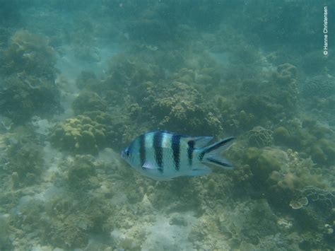 Snorkeling in Pulau Sapi, Tunku Abdul Rahman Marine Park | Snorkeling Sabah