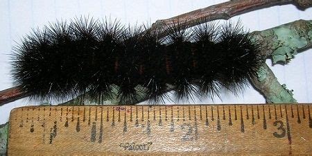 Did you find a Black Fuzzy Caterpillar? Does it look like this? If so ...