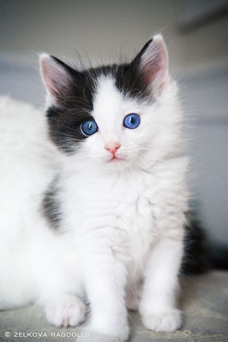 Ragdoll Fluffy Cat Breeds - Pets Lovers