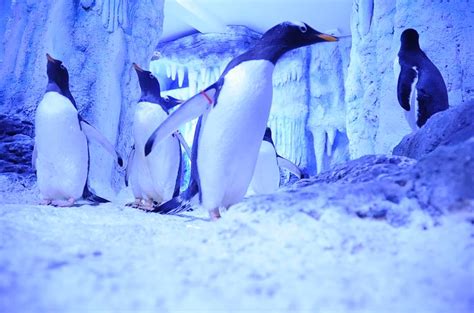 Sea Life London Aquarium Welcomes Eight New Gentoo Penguins