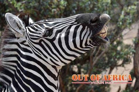 Out of Africa Wildlife Park tickets discount | Phoenix | Undercover Tourist