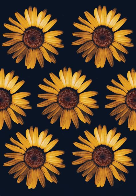 Sunflower Wallpapers: Free HD Download [500+ HQ] | Unsplash