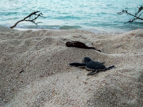 Baby Sea Turtles Overrun Hotel After Getting 'Very Lost': Video - Newsweek