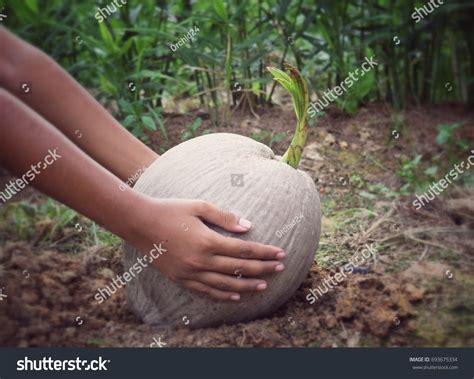 Coconut Farming: Over 8,849 Royalty-Free Licensable Stock Photos ...