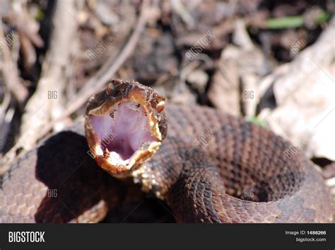 Snake Serpent Danger Image & Photo (Free Trial) | Bigstock