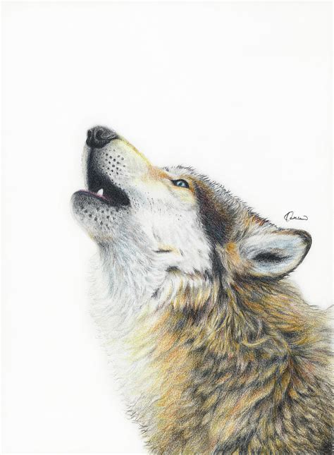 Howling Wolf Drawing by Kathleen Wong - Fine Art America