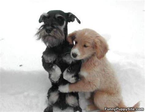 Cute Dogs Hugging - funnypuppysite.com