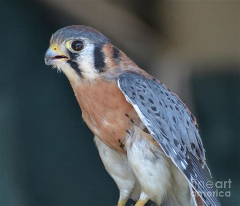 Beautiful photo of a small falcon resting Photograph by DejaVu Designs ...