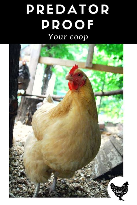 Predator proof your coop – Backyard Chicken Project