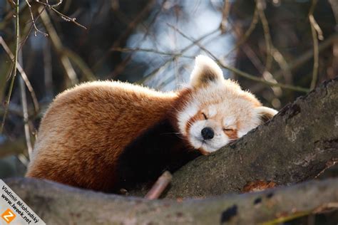 Sleeping Red panda by Wild-Lweek on DeviantArt